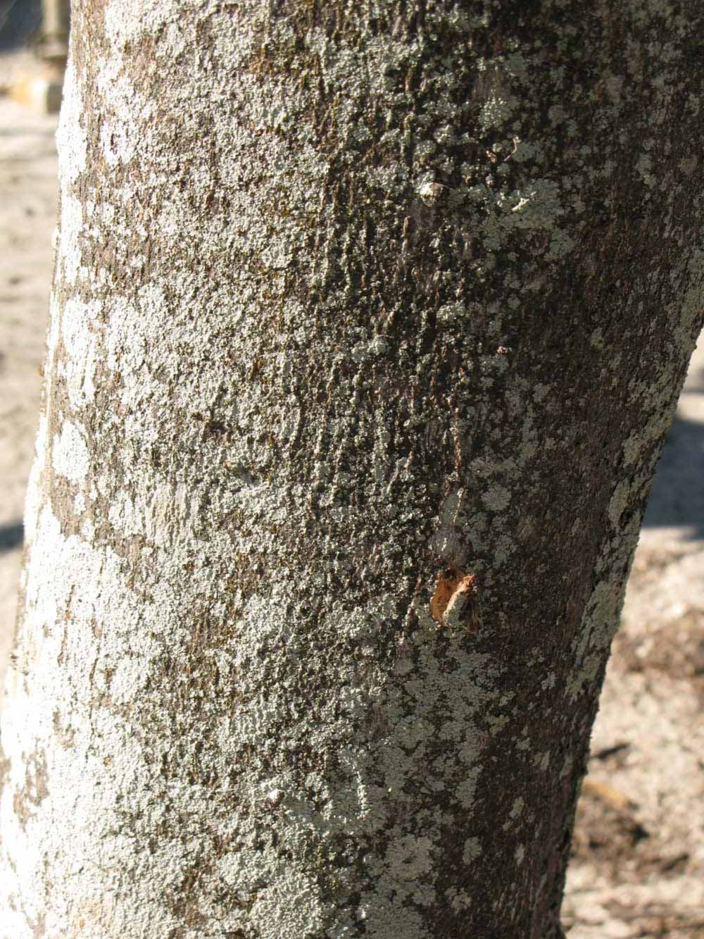              Bark (Winter Haven, FL)       